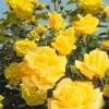  Роза Дюна /Клаймбер-Плетистая/ фото в интернет-магазине Фермер
