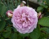  Роза Флоренс Делатре /Шраб/ фото в интернет-магазине Фермер