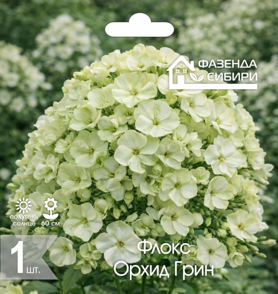 Флокс Орхид Грин (1шт) Фазенда Сибири