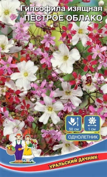 Гипсофила Пестрое облако,смесь  (0,25г) Уральский Дачник/10