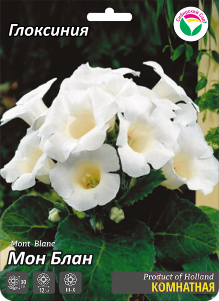 Глоксиния Мон Блан 6/7 2шт (Сиб сад)