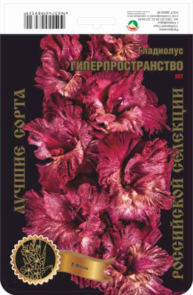Гладиолус Гиперпространство 599,Фотин 1 р-р 7шт (Ф)