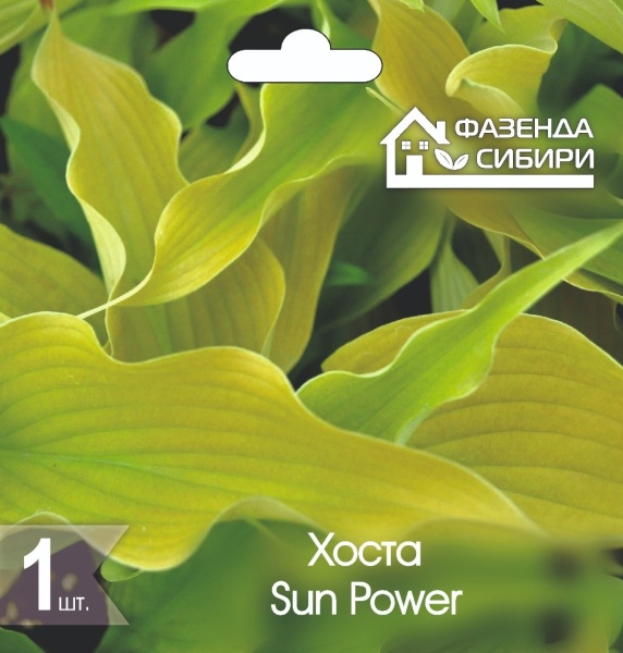 Хоста Сан Пауэр/Sun Power (1шт) Фазенда Сибири
