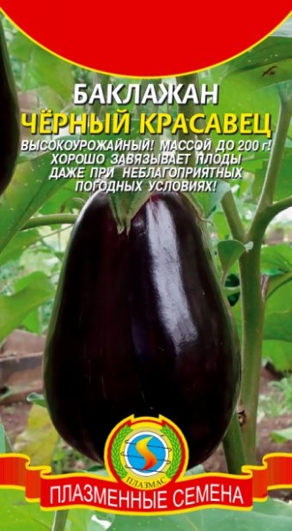 Баклажан Черный красавец / Плазма/