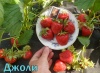  Земляника Джоли /средняя/ фото в интернет-магазине Фермер