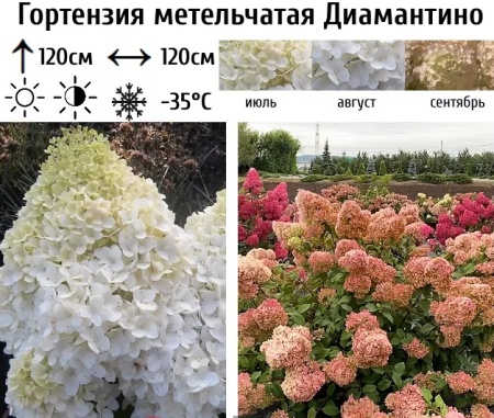  Гортензия метельчатая Диамантино ( мультиплата) фото в интернет-магазине Фермер