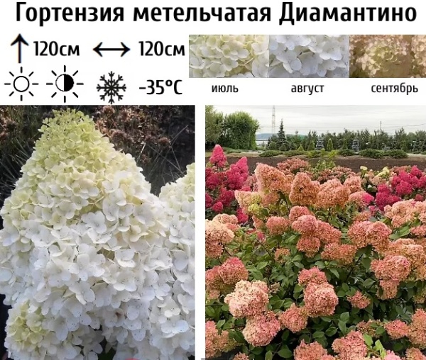 Гортензия метельчатая Диамантино ( мультиплата)