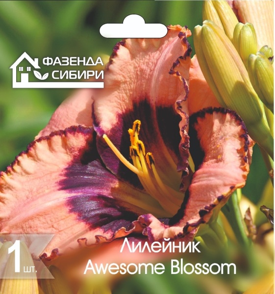 Лилейник Овесом Блоссом/Awesome Blossom (1шт) Фазенда Сибири