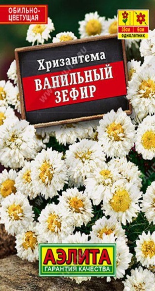 Хризантема Ванильный зефир Лидер (Аэлита)