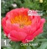 Пион Корал Сансет/Coral Sunset (1шт) Фазенда Сибири