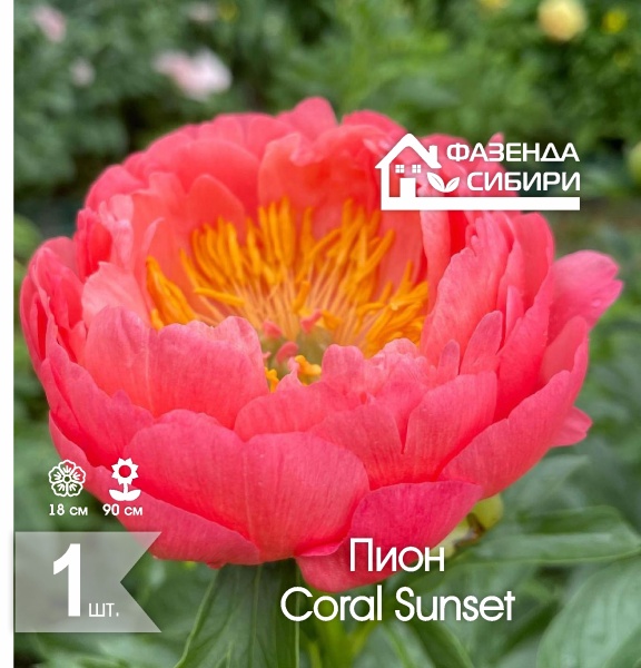 Пион Корал Сансет/Coral Sunset (1шт) Фазенда Сибири