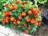  Бархатцы Красная брокада /Сотка/ 0,2 г/*1200 фото в интернет-магазине Фермер