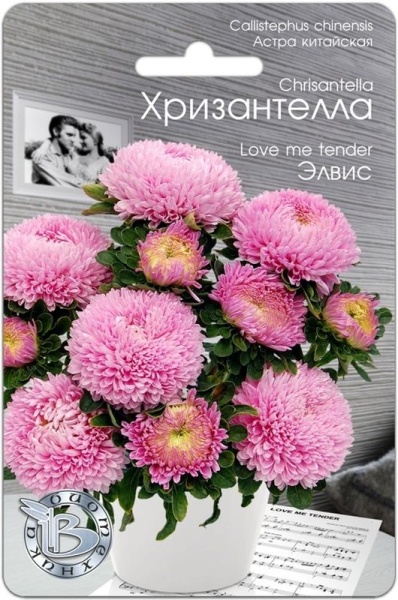 Астра Хризантелла Элвис (30шт) Биотехника
