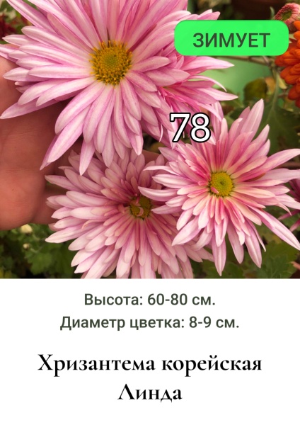 Хризантема корейская Линда 78