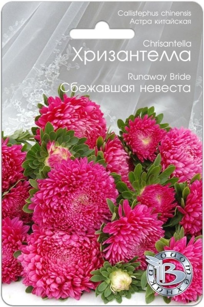 Астра Хризантелла Сбежавшая невеста (30шт) Биотехника