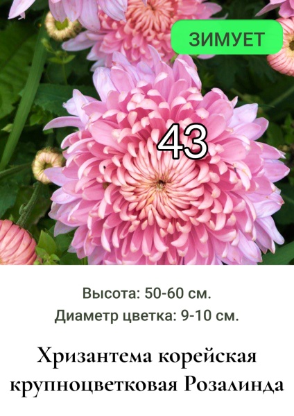 Хризантема корейская крупнрцв Розалинда 43