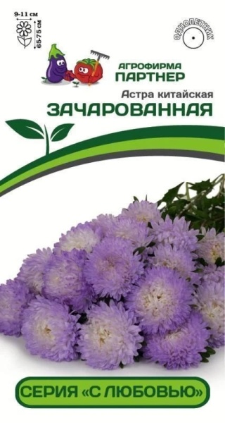 Астра китайская ЗАЧАРОВАННАЯ л(5шт)