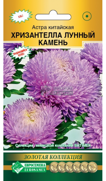 Астра ХРИЗАНТЕЛЛА Лунный Камень (5шт) Евросемена