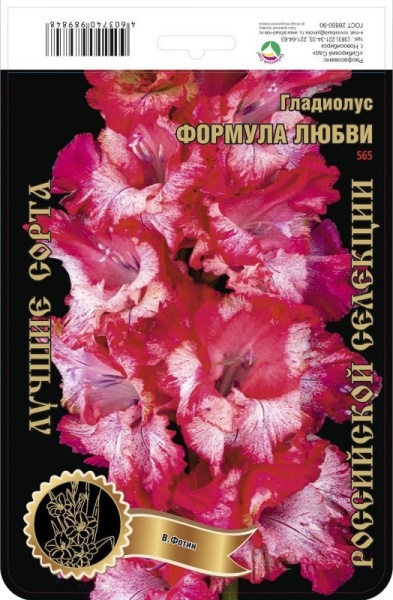 Гладиолус Формула Любви 565,Фотин 2 р-р 7шт (Ф)