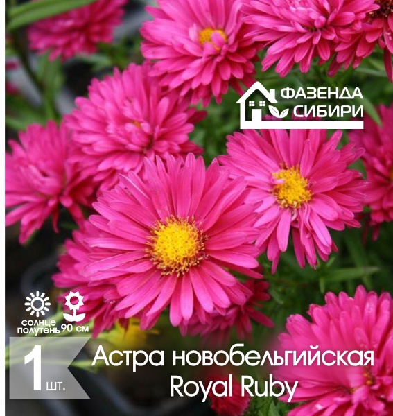 Астра новобельгийская Ройял Руби/Royal Ruby (1шт) Фазенда Сибири