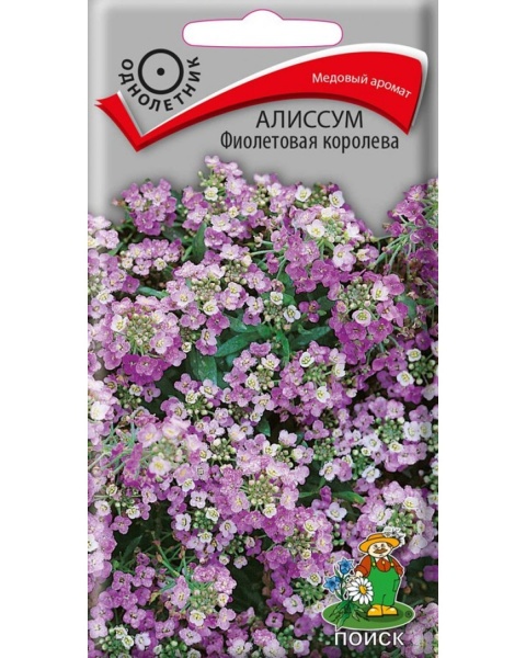 Алиссум Фиолетовая королева (0,3г) Поиск