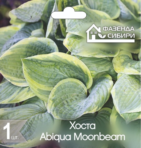 Хоста Абиква Мунбим/Abiqua Moonbeam (1шт) Фазенда Сибири