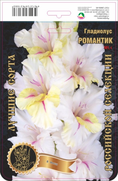 Гладиолус Романтик 501,Фотин 2 р-р 7шт (Ф)