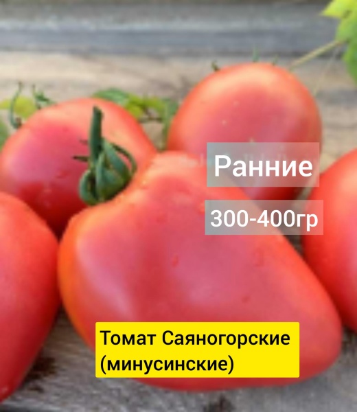 Томат Саяногорские (минусинские)/от частного селекционера/