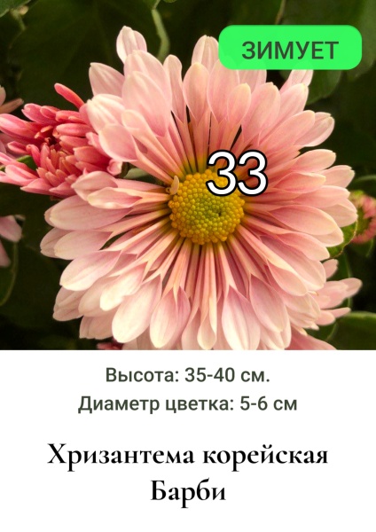 Хризантема корейская Барби 33