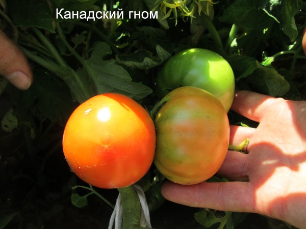 Томат Канадский гном серия Гномы/от частного селекционера/