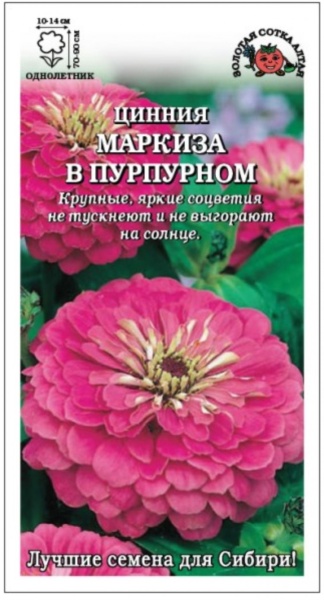 Цинния Маркиза в Пурпурном /Сотка/ 0,2г/ h-90см, d-14см/*1200