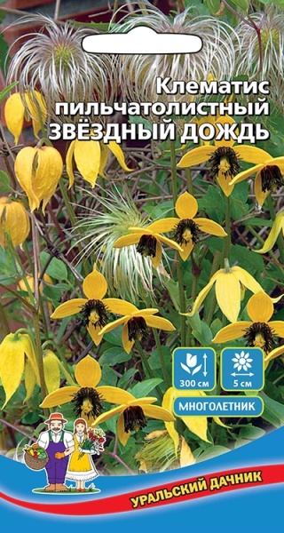 Цветы Клематис пильчатолистный Звездный Дождь (УД) Е/П