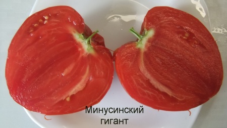  Томат Минусинский гигант/от частного селекционера/ фото в интернет-магазине Фермер