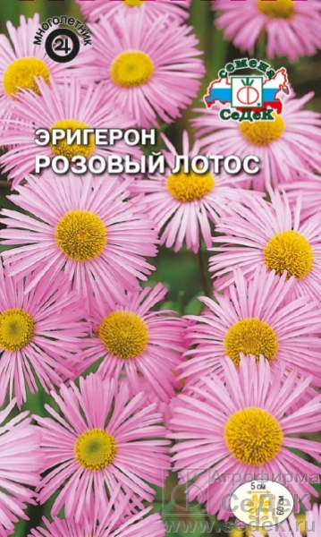 Эригерон Розовый Лотос /Седек/цп