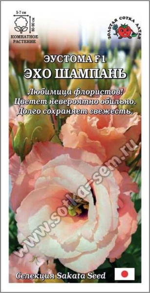 Ком: Эустома Эхо Шампань F1 /Сотка/ 5шт/ крем.-роз. махр. h-90см d-7см Sakata/*500