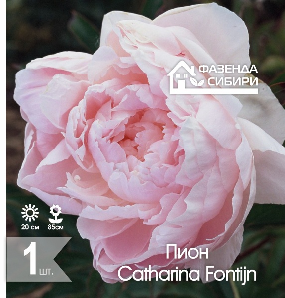 Пион Катерина Фонтейн/Catharina Fontyn (1шт) Фазенда Сибири