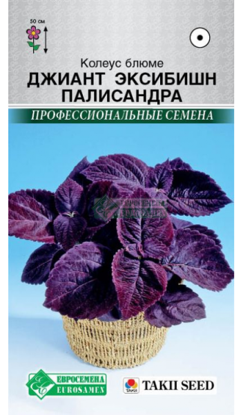Колеус ДЖИАНТ ЭКСИБИШН Палисандра (3 др) Евросемена