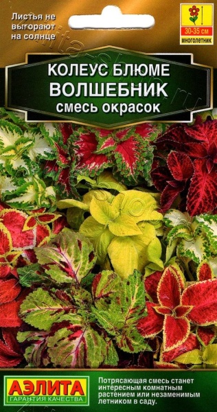 Колеус Волшебник Блюме/Аэлита/цп