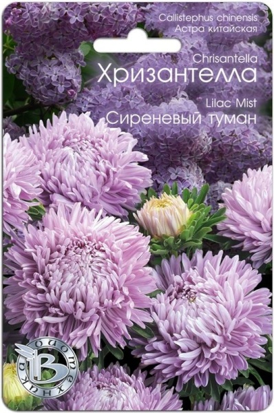 Астра Хризантелла Сиреневый туман (30шт) Биотехника