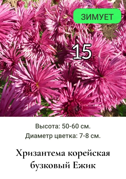 Хризантема корейская Ёжик 15