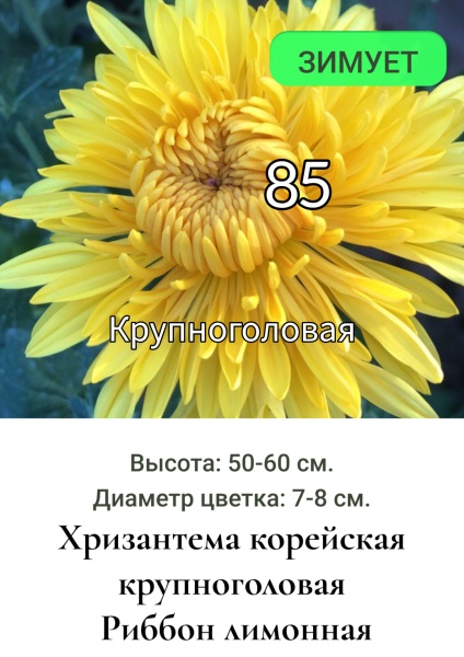 Хризантема корейская крупногол Риббон лимонная 85
