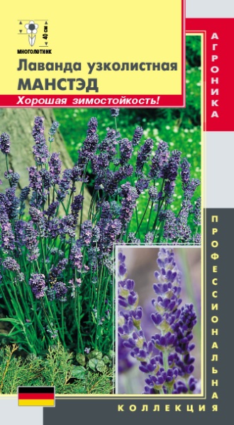 Лаванда узколистная Манстэд