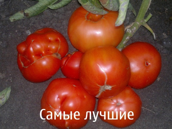 Томат Самые лучшие