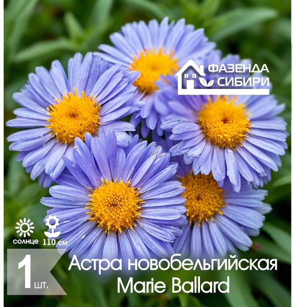 Астра новобельгийская Мари Боллард/Marie Ballard (1шт) Фазенда Сибири