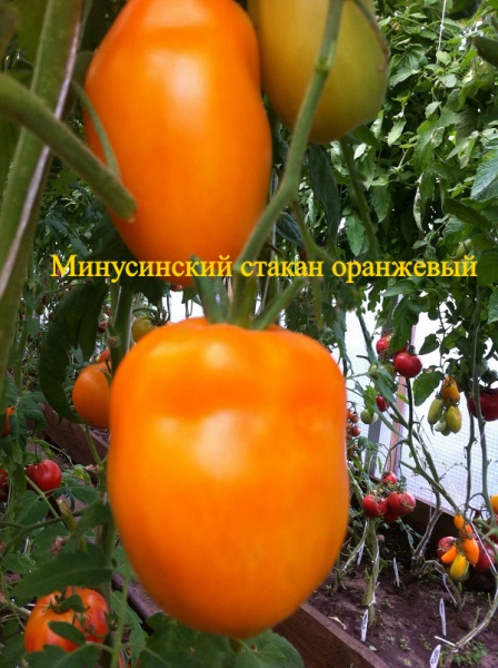 Томат Стаканы минусинские оранжевые/от частного селекционера/