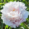 Пион Гардения/Gardenia 2/3 1шт