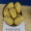 Картофель семеной Фиделиа 1 кг