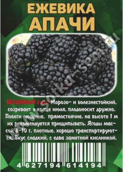  Ежевика Апачи /Сотка/ фото в интернет-магазине Фермер