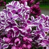 Сирень Сенсация (туба Р9) 1шт (Колорлайн)