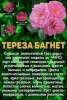 Роза Тереза Багнет канадская ///Парковая/// h-150-200/малин.